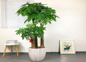  [养树]懂花人给客厅“养树”，绝不忽视这“4种花”，耐旱好养，生根快