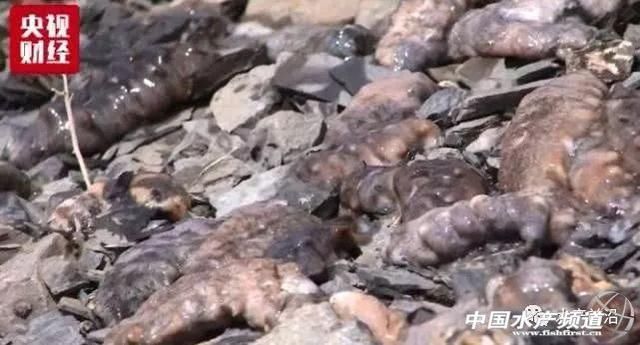 要热到40-45℃？！高温热害席卷22省