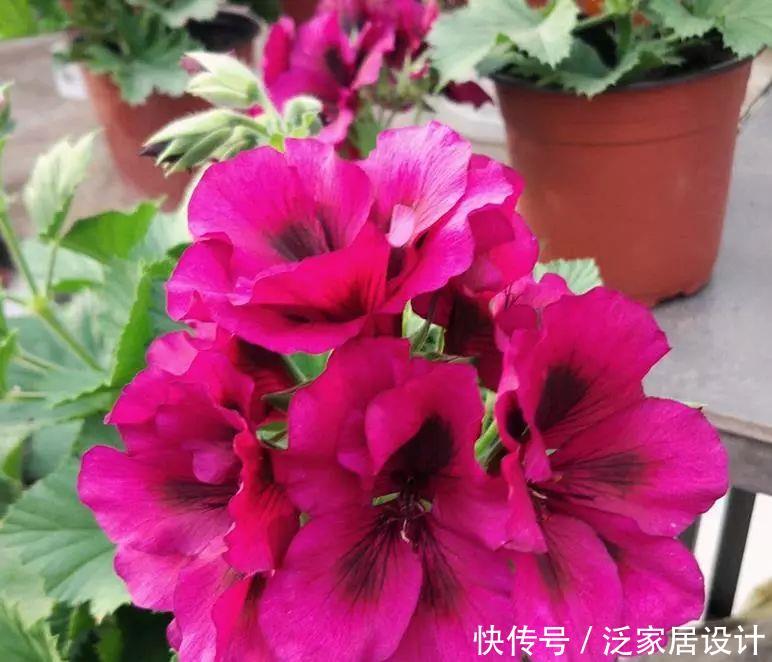  每种■110种天竺葵，每种都超美，看看你认识多少种？