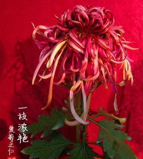  『珍奇』家里养花，不如养“珍奇名菊”一枝浓艳，花开娇红嫩绿，明媚高雅