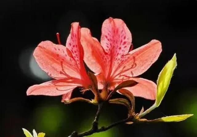  【花中】中国10大名花，哪个是你的最爱？