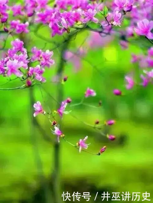 构图:你知道吗,春天拍花就要竖构图,拍出形态气质美