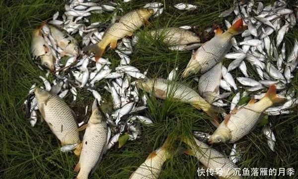 「惊蛰」惊蛰过后开始钓大鱼,几个自制饵料配方,通杀鲫草鲤!