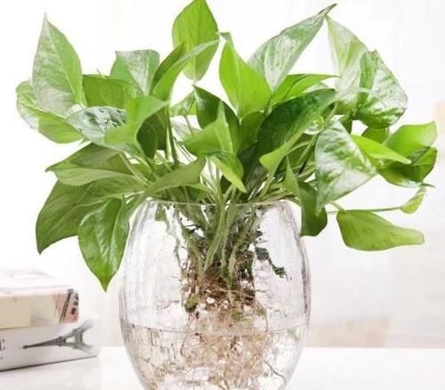  「枝条」水培繁殖绿萝怎么做？按照2步简单操作，养1周根须就能抱成团
