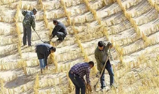 治沙刻不容缓，中国投资上亿元，欲让沙漠变绿洲，现在怎么样了？