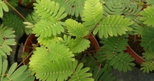  「植物」自然界最“敏感”的一种植物，一碰叶子就闭合，能观赏还能入药