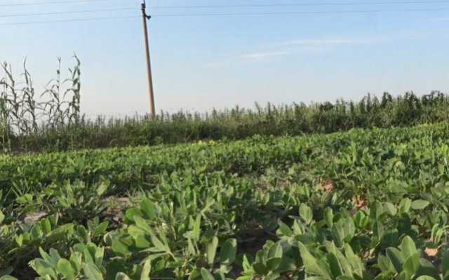  野果|藏在花生地里的“宝贝”，以前人见人怕，如今网上一斤100