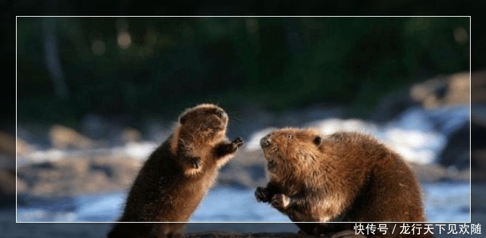 欧洲河狸入侵阿尔泰山?将树木吃成“沙漏状”,还是我国保护动物