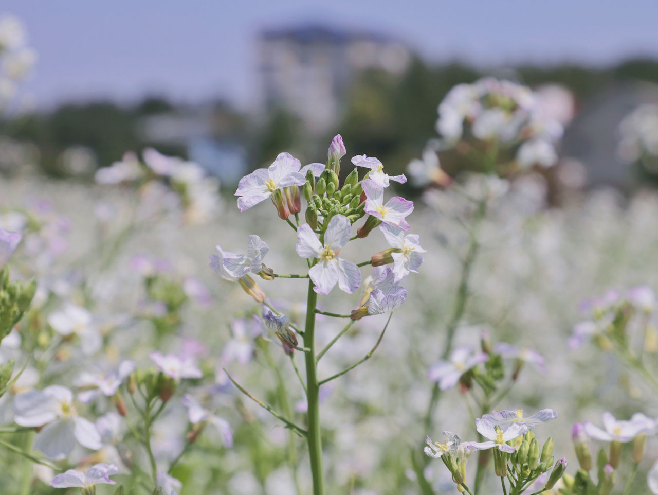 武汉周边游3??丨黄陂赏花和登山徒步,推荐这四个景区必须打卡