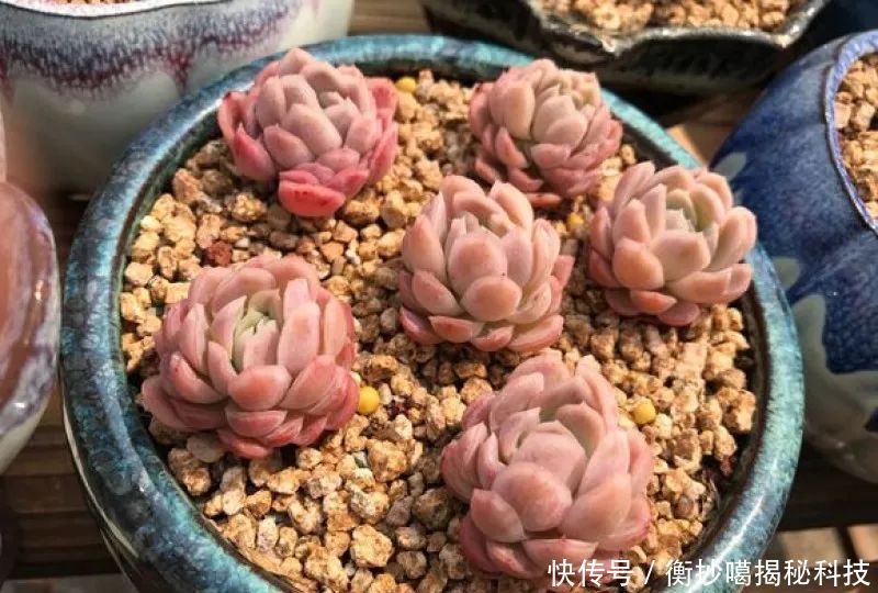 小妙■养花小妙招,花开爆满盆