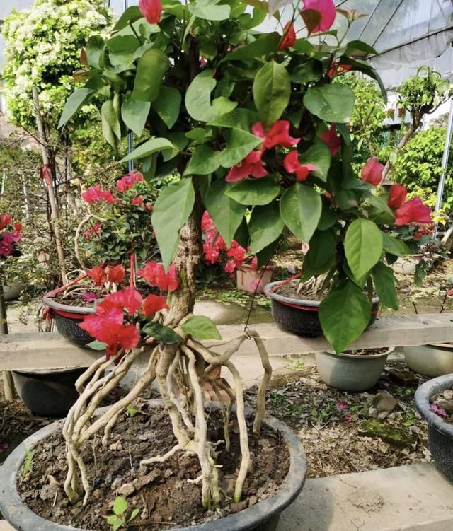  「三角梅是一」把三角梅养成“盆景”老桩，1盆500元，开花“颜值”更高