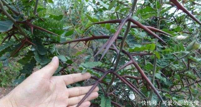 农村一种长满尖刺的树，人畜见了都绕开，却被农民称为“保护神”