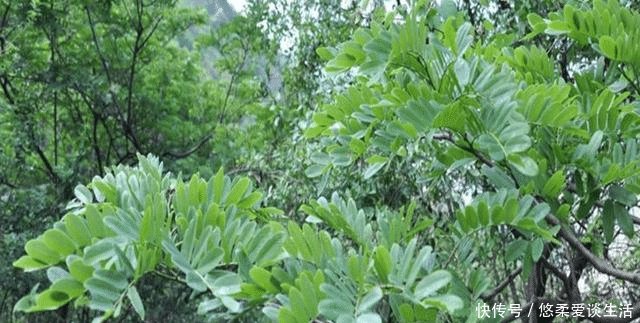  木材|农村这树常见，农民拿它当柴火烧，却不知其成材后价格比肩紫檀