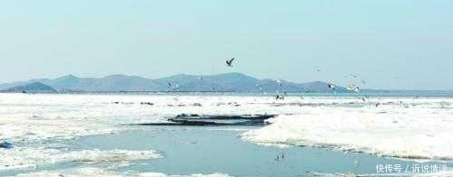 大连和青岛, 如果给你一个选择的机会, 你会去哪里定居