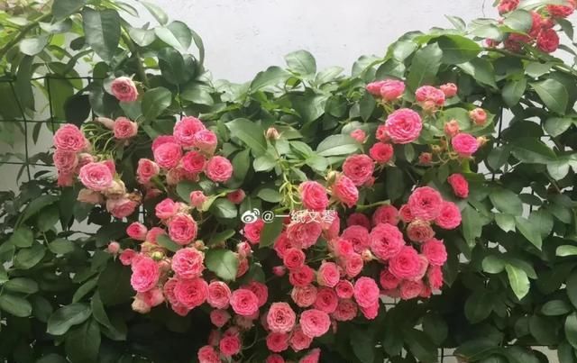  『丰花性好』狼家自育的表现到底如何，戳进来看看花友们的大实话