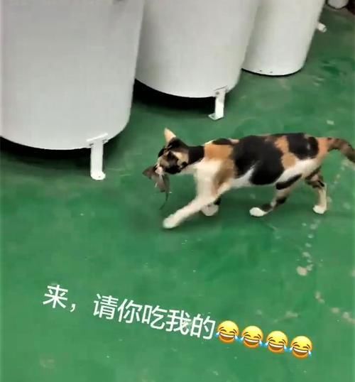  关爱@猫咪抓到老鼠，下一秒竟请它吃饭，满满关爱：你怎么还不吃？