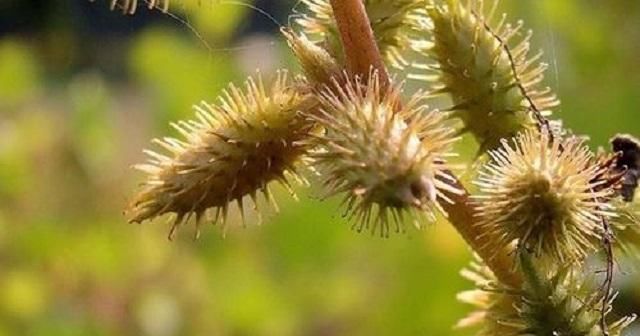  #玩乐#乡下1野草，农村小孩用来玩乐，果实沾到难去除，却不知浑