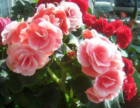  「特别」喜欢养护漂亮花卉，就选择5种花卉，花朵美丽，花色绚丽，优雅