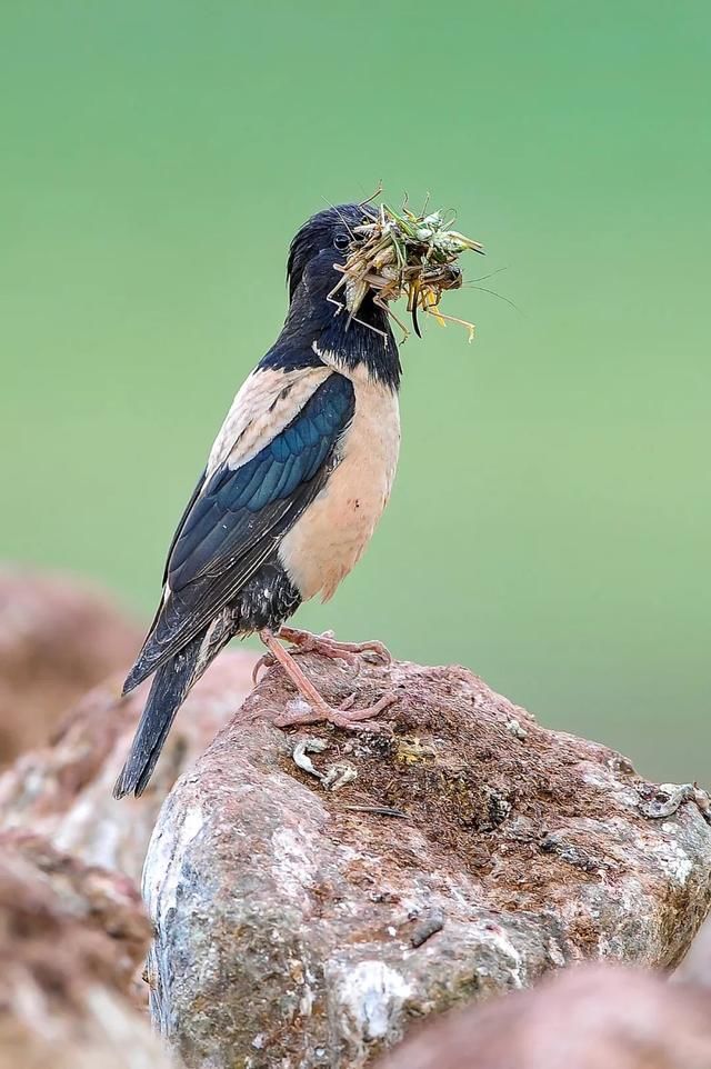  「快速」4000亿只东非蝗虫正快速逼近我国！会有威胁吗？