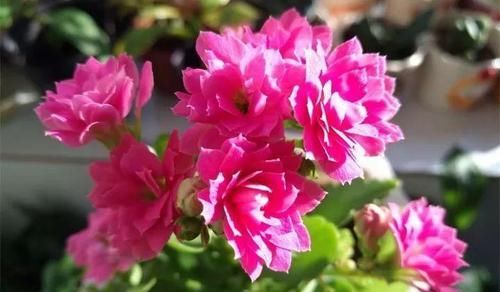  「兰属的植物」8种花其实都是多肉，旱着养才能长爆盆！