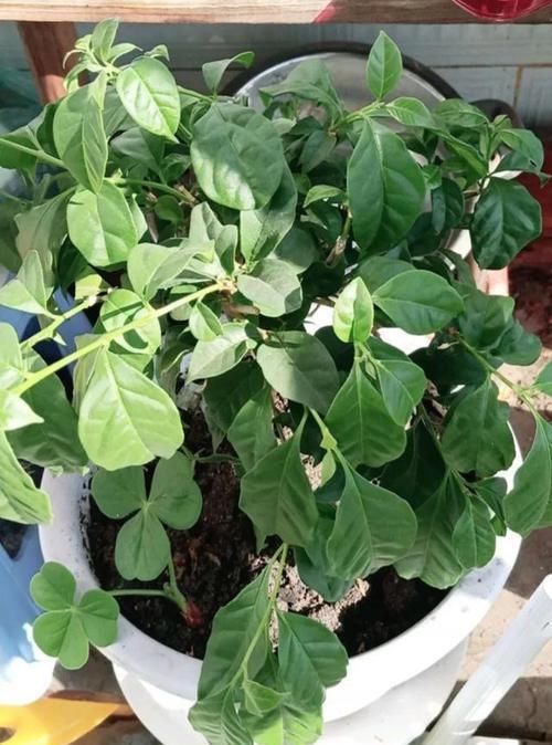  『三角梅』有院子的话，一定养这花，开花大又香！