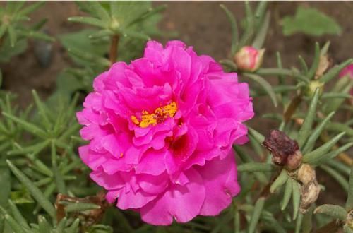 『开花以后』3种花最适合放在阳台,开花鲜艳抓人眼球,争奇斗艳心情好