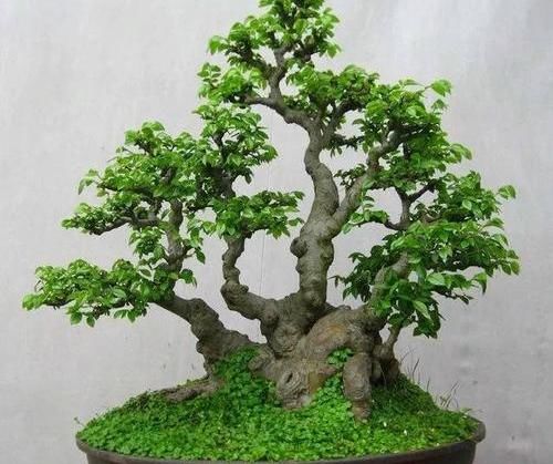  当成盆景■山上捡的“木疙瘩”，种进花盆里，30天长新芽，还能结红果果