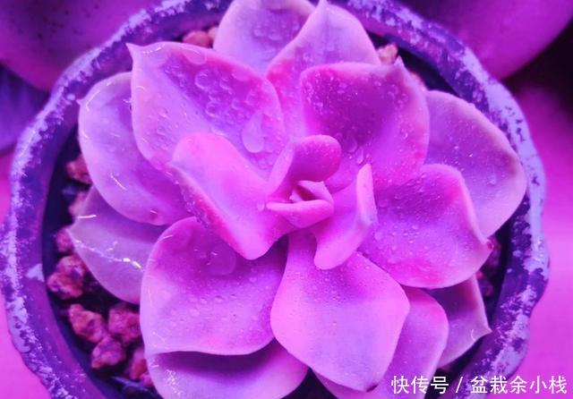  「旺盛」春天让多肉淋几场雨，越长越旺盛，但这些最好别淋，容易生病虫害