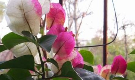 漂亮@2种“耐旱”花,漂亮又好养,30天不浇水,也能长,开爆盆,真美