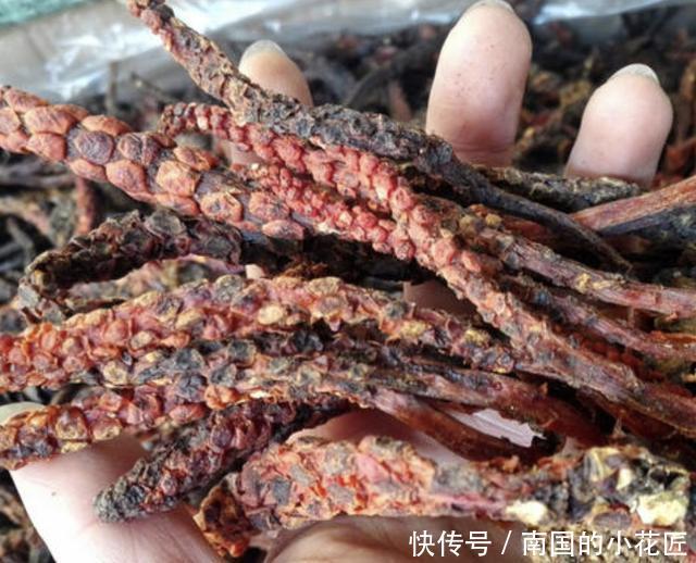  『不老草』在沙丘、山坡下，生长着1种“不老草”，植株珍贵，遇到请保护！