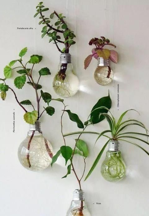  「空间」植物还种在地上？隔壁邻居把植物挂在了墙上，美翻了