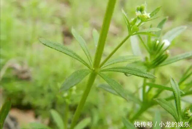 一种导致农作物倒伏减产的害草，城里卖的比肉还贵，一斤30块