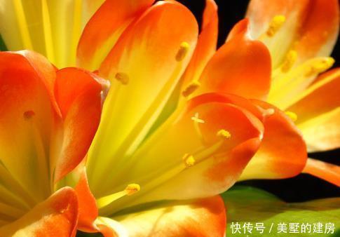 喜欢|家养君子兰,这“3个”雷区千万不要踩,不然黄叶是家常便饭
