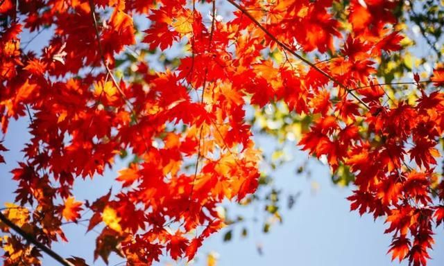 又一个红叶王国！国内这处秘境，有比肩枫叶之国加拿大的醉美秋色