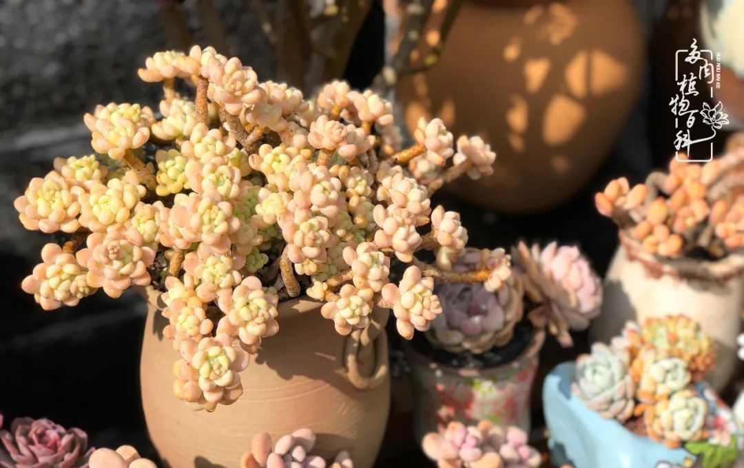  「院里」在茜的多肉小院里,花时间种快乐!