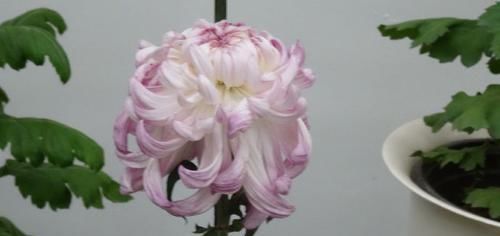 「芹叶牡丹」喜欢菊花，首选“珍稀名菊”斗南的月，粉嫩妖娆，柔美雅致！