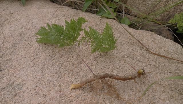  稀罕：以前捡来当柴烧，殊不知根是稀罕货，20元一斤，俗称“飞天鼠”