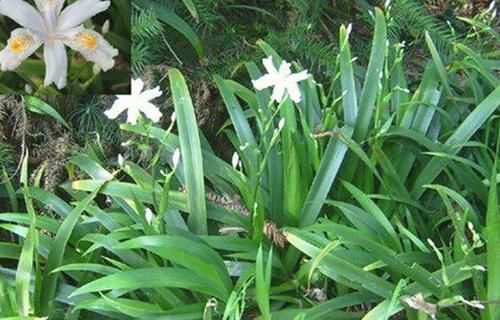  『荫蔽』扁竹根，别名蝴蝶花，生于较荫蔽而湿润的草地，花淡紫色或蓝紫色