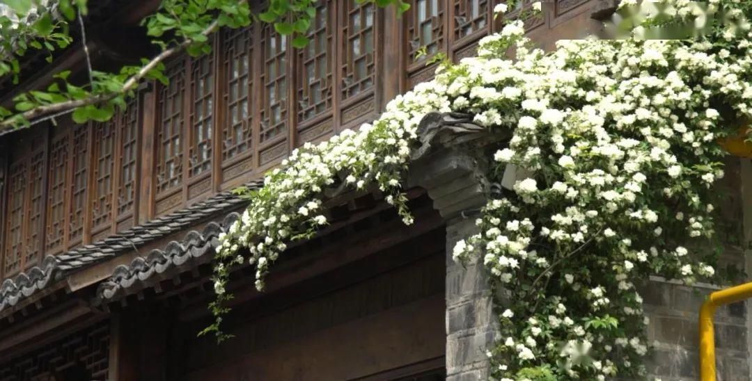 「木香花」老门东,花都开好了!