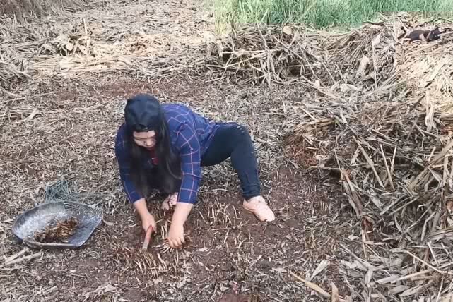 农村农田里的折耳根又密又壮，在集市卖5元一斤，姑娘越割越上瘾