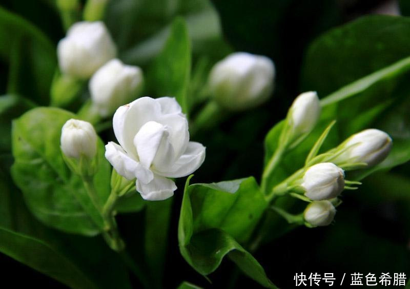  #摄影#充满幽香的茉莉花，摄影怎么拍？表现洁白素雅的意境