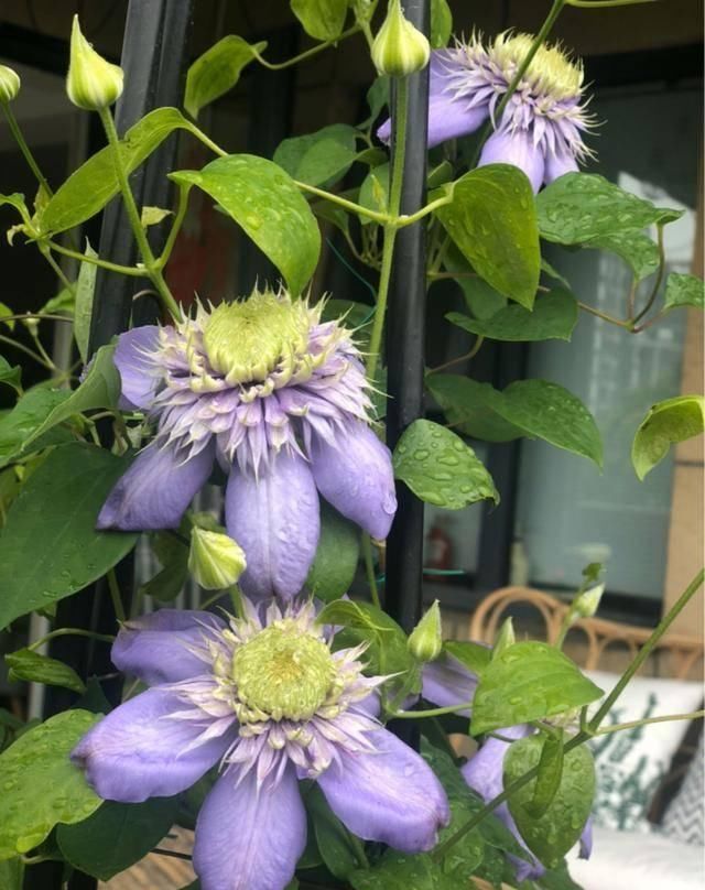  『露台花园』造花园，一定不能少这3种花，每一种都是当之无愧的开花机器！