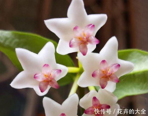  【艳丽】喜欢在家中养护漂亮花卉，就选这“5种花”，花开艳丽，开花爆盆