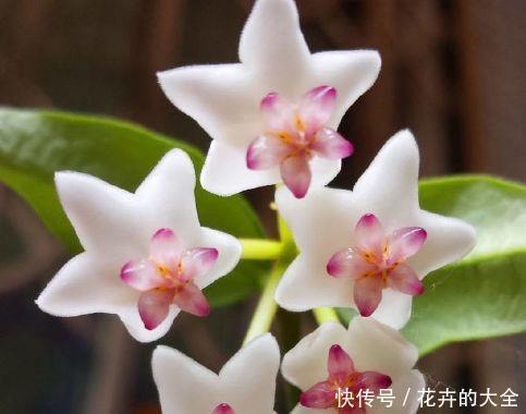 【艳丽】喜欢在家中养护漂亮花卉,就选这“5种花”,花开艳丽,开花爆盆