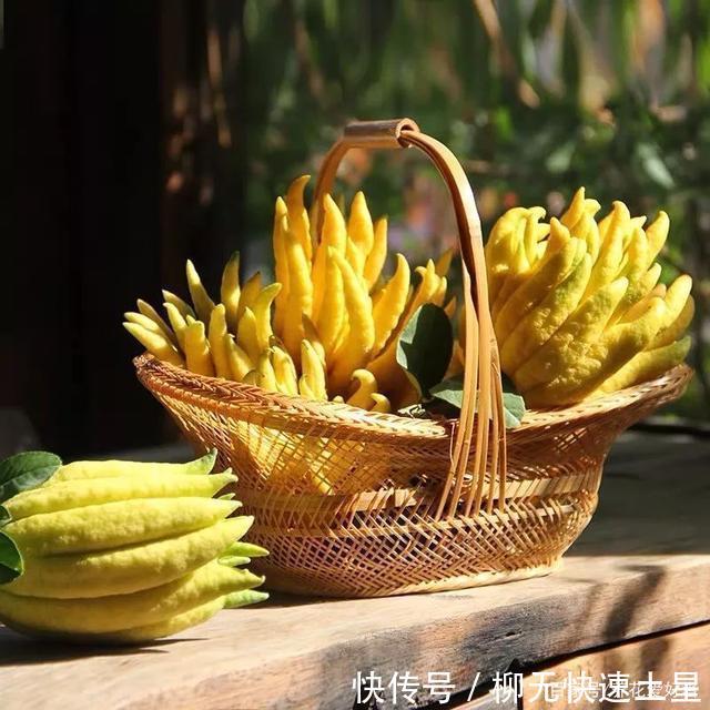  「疏松肥沃」家里种棵果树，能看还能吃，家里老人都爱养！