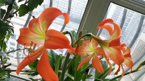  #红艳#枝枝开花巴掌大，朱顶红花色红艳，它的花期到底有多长？