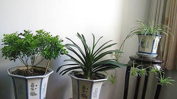 #卉位置的时#养花时,很多人忽视了“一点”,怪不得养不旺,快学会如此改正