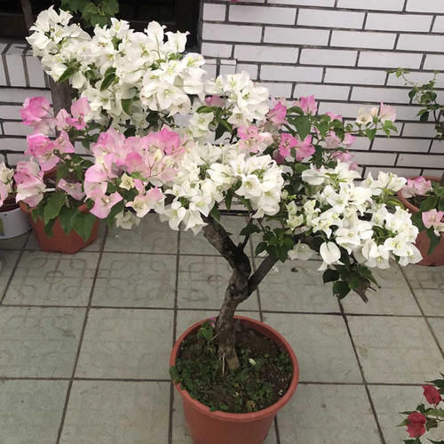 【枝叶生长】三角梅只长叶不开花，跟我这样做，很快就开花