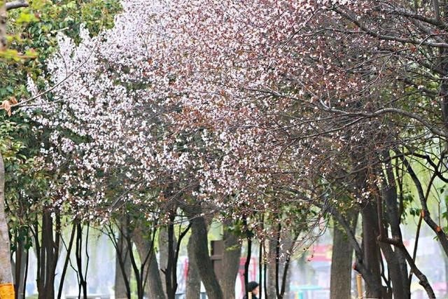 三月春暖花开，又到了寻花问柳的季节!