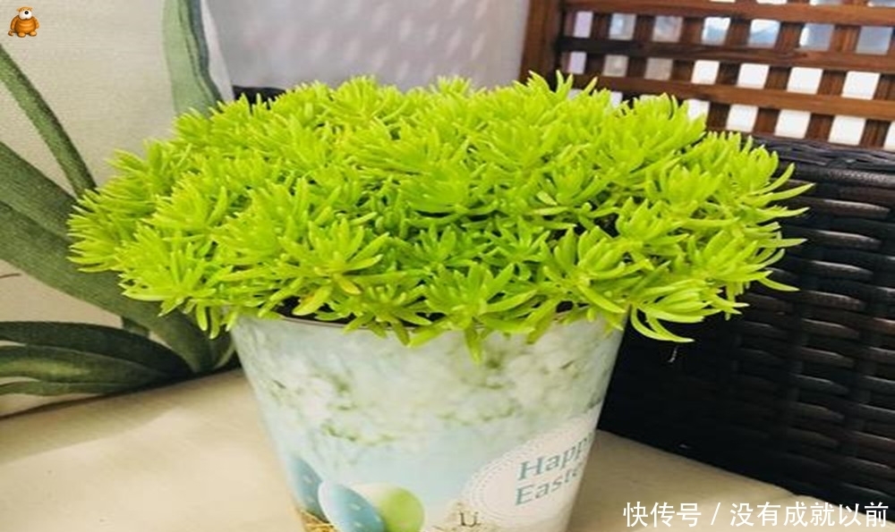  『究竟』佛甲草如何有效栽植？究竟会不会发生病害？原来如此！